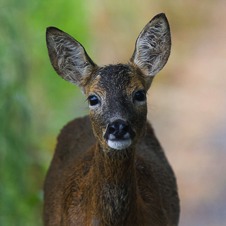 Roe Deer